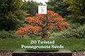 Twisted Pomegranate Seeds – Bonsai Fruit Tree – Punica granatum – Decorative, Flowering, Edible Fruit