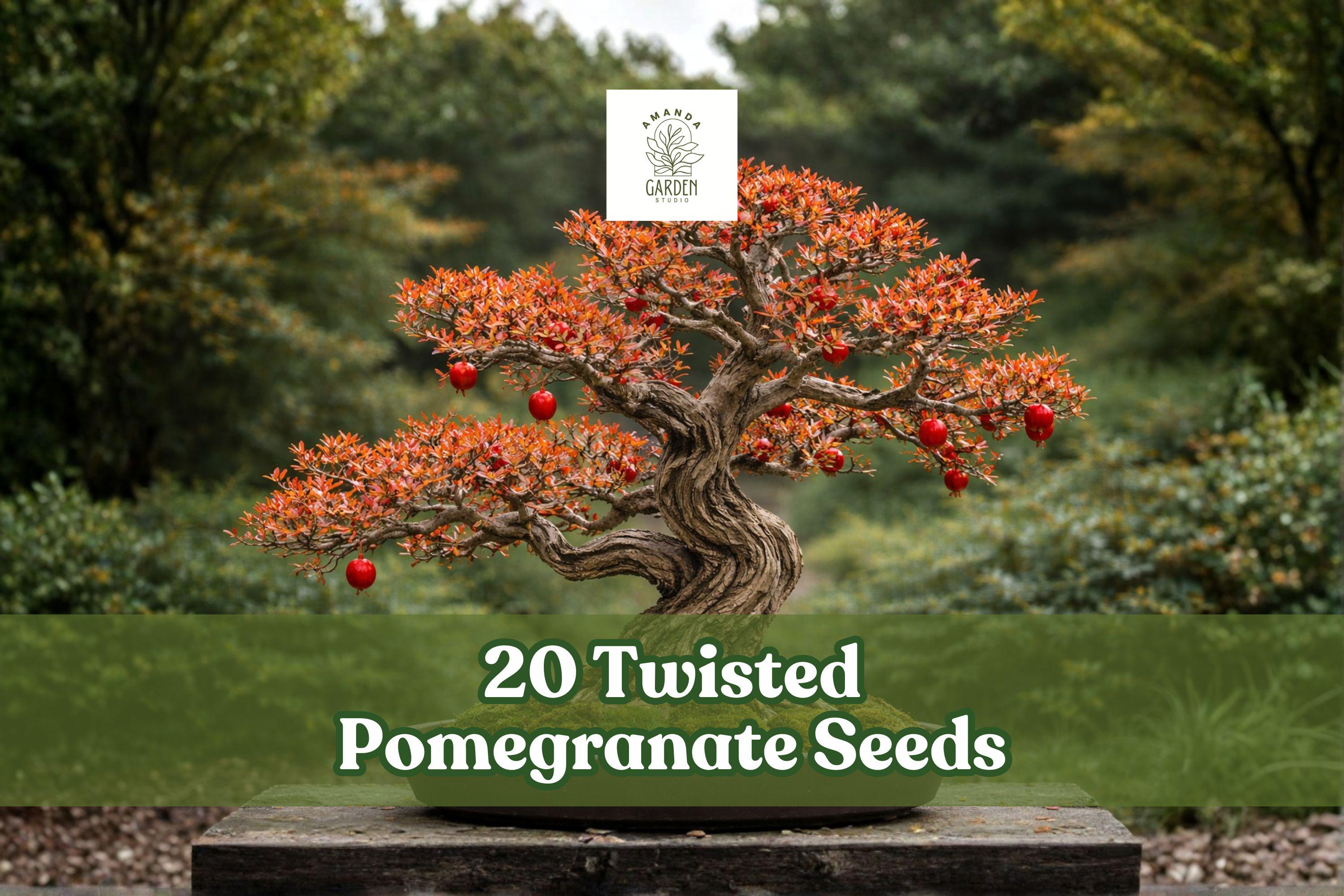 Twisted Pomegranate Seeds – Bonsai Fruit Tree – Punica granatum – Decorative, Flowering, Edible Fruit