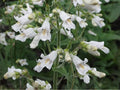 Pale Beardtongue Seeds – Heirloom Non-GMO Wildflower for Native Pollinator Gardens – Penstemon pallidus