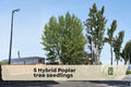 5 Hybrid Poplar Tree Seedlings, Fast-Growing Shade & Privacy Trees, Populus hybrid Deciduous Plants for Landscaping