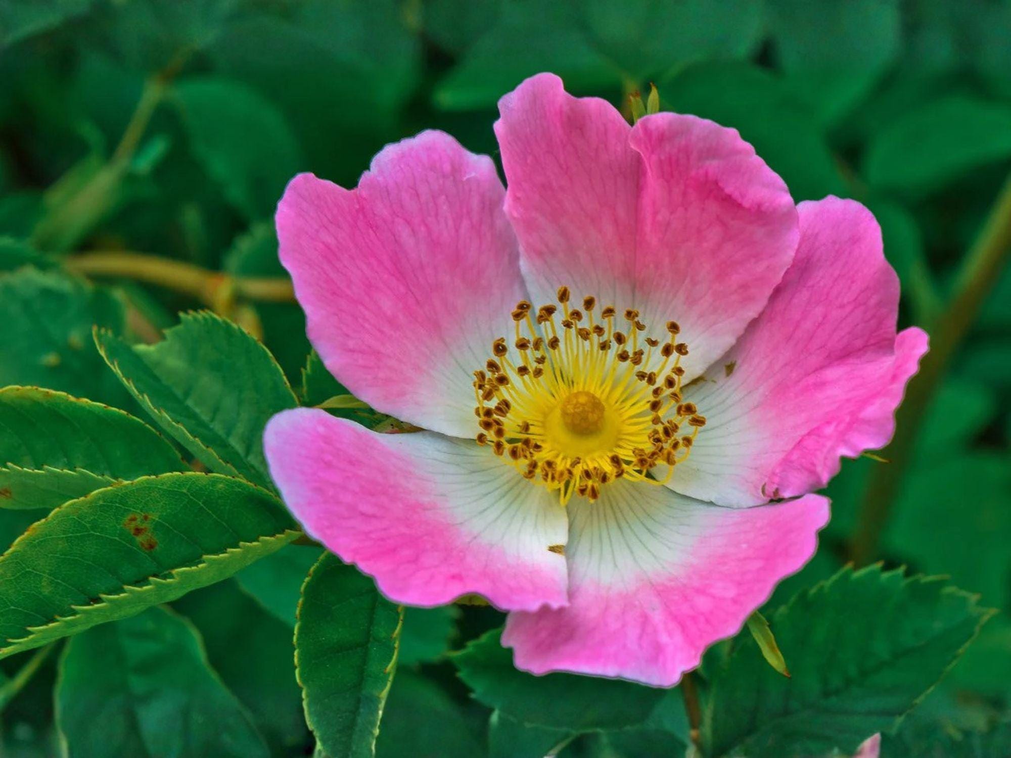 Prairie Wild Rose Seeds – Heirloom Rosa arkansana Native Flower Garden Seeds for Wildflower and Native Landscapes