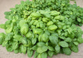 Genovese Basil Seeds, Heirloom Non-GMO, Aromatic Culinary Herb, Italian Sweet Basil, Pesto & Salad Planting