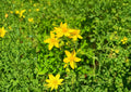 500 St. Johns Wort Seeds - Hypericum perforatum Yellow Medicinal Herb, Non-GMO, Heirloom Flower Seeds for Herb Gardens, Pollinator Gardens