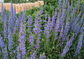 Penstemon Strictus Seeds, Rocky Mountain Beardtongue, Native Wildflower, Drought-Tolerant Perennial, Purple Blooms, Pollinator Plant