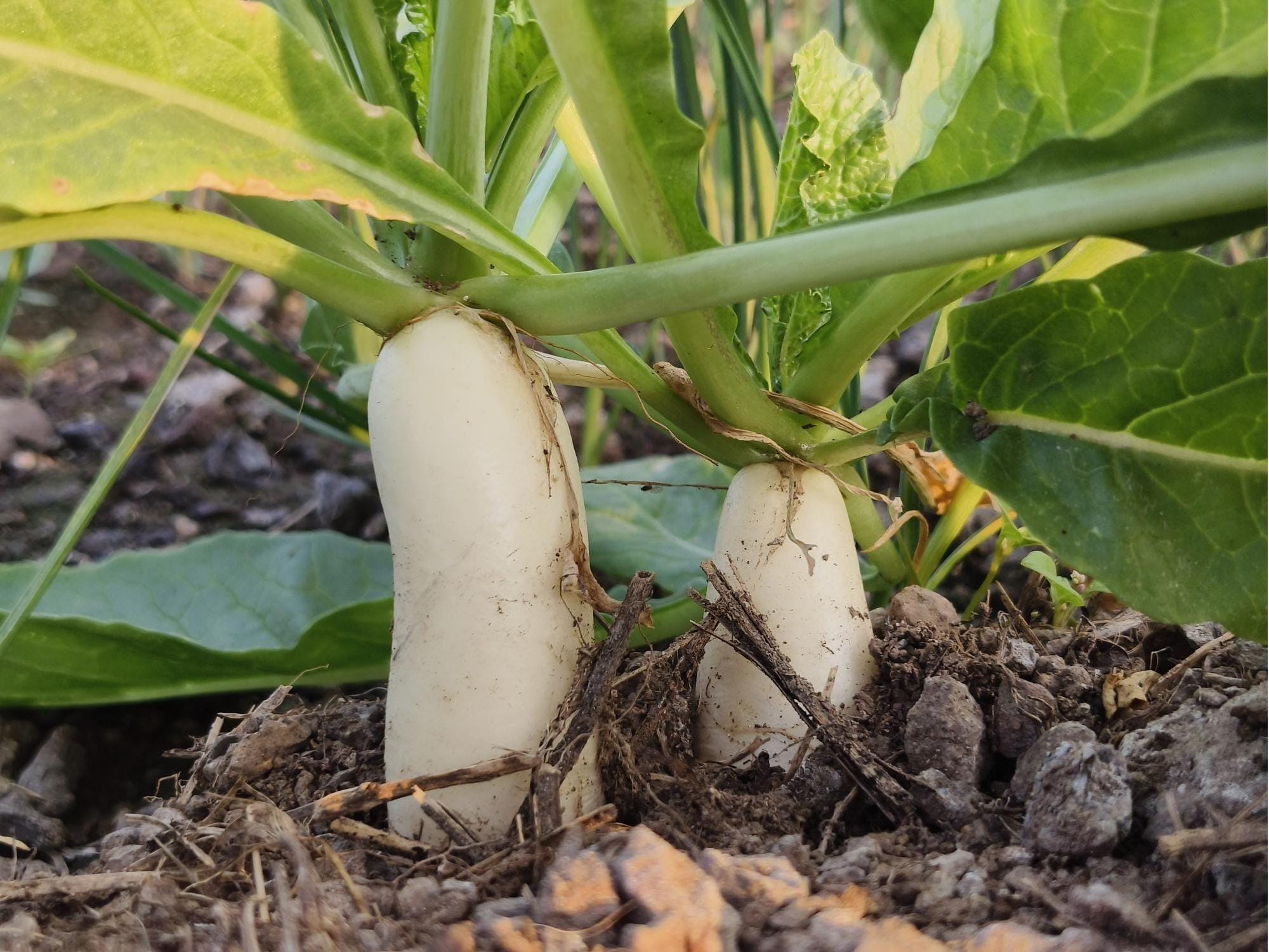 Minowase Daikon Radish Seeds – 100 Non-GMO Japanese White Radish for Cooking & Pickling Raphanus sativus