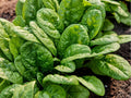 Bloomsdale Long Standing Spinach Seeds – 100 Count, Savoy Leaf Variety, Cool-Season Greens, Spinacia oleracea Non-GMO Seeds