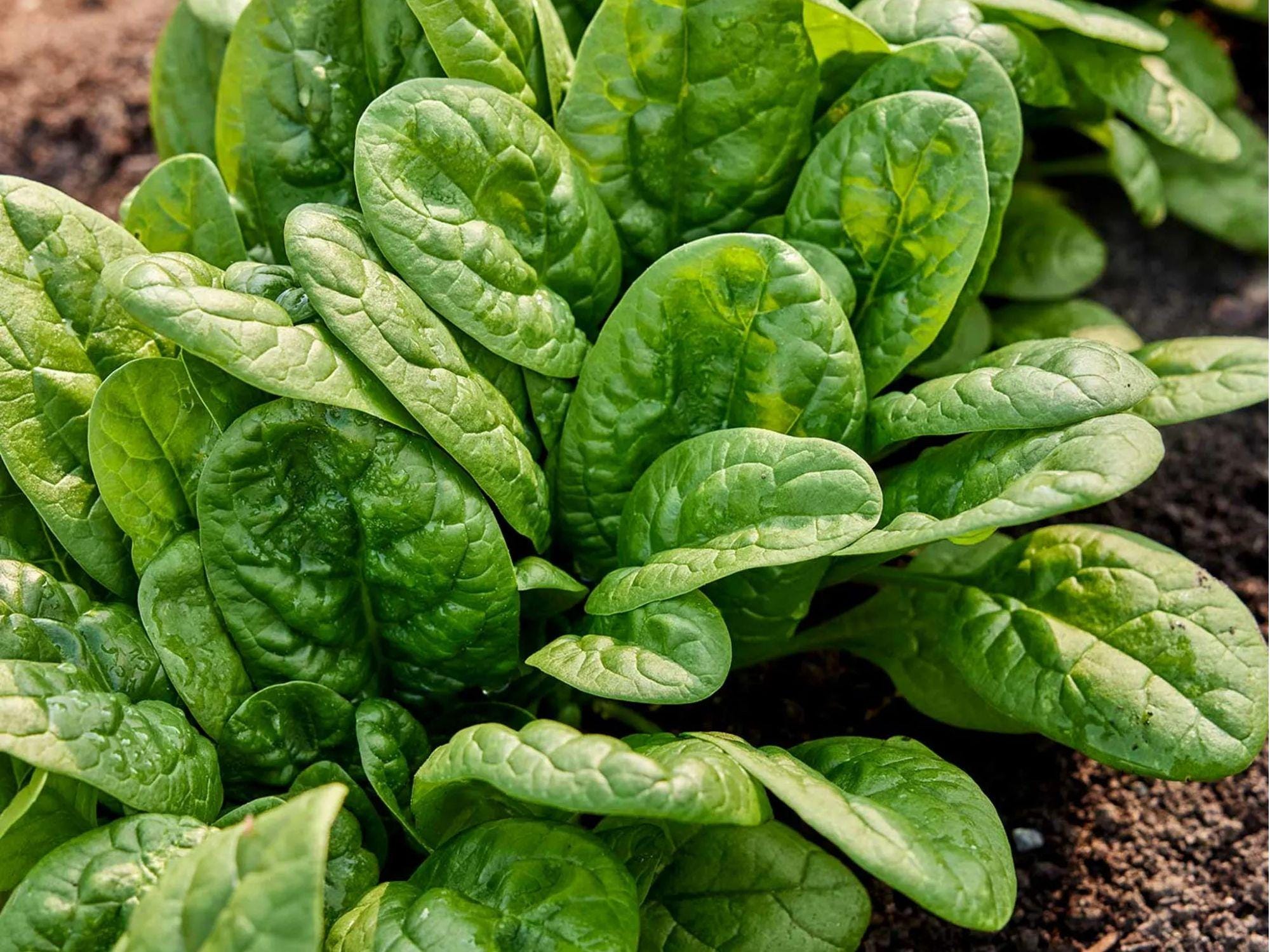 Bloomsdale Long Standing Spinach Seeds – 100 Count, Savoy Leaf Variety, Cool-Season Greens, Spinacia oleracea Non-GMO Seeds