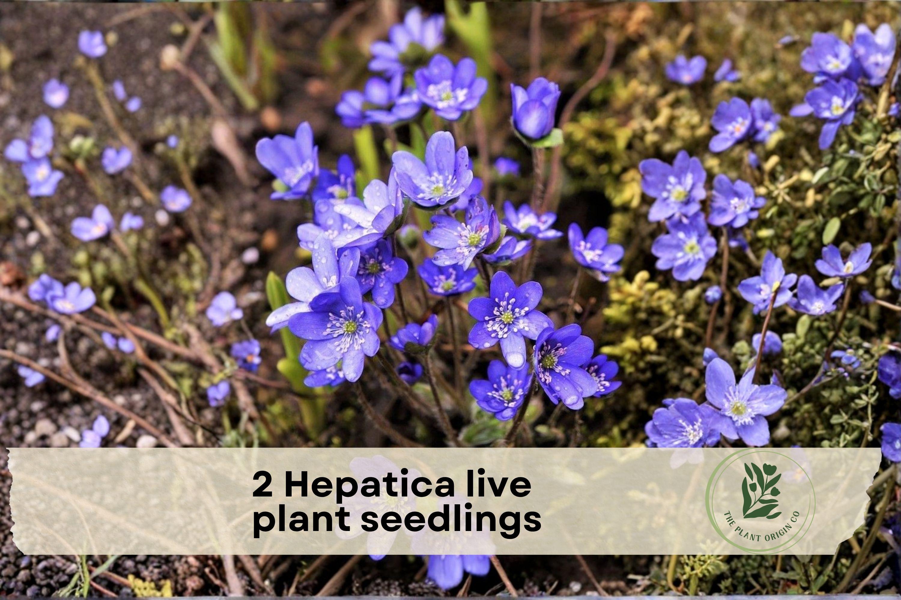 2 Hepatica americana Live Plant Seedlings – Early Spring Blooming Perennial Flowers for Shade Gardens