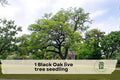 Black Oak Live Tree Seedling, Native Quercus velutina, Hardy Outdoor Tree for Landscaping and Gardens