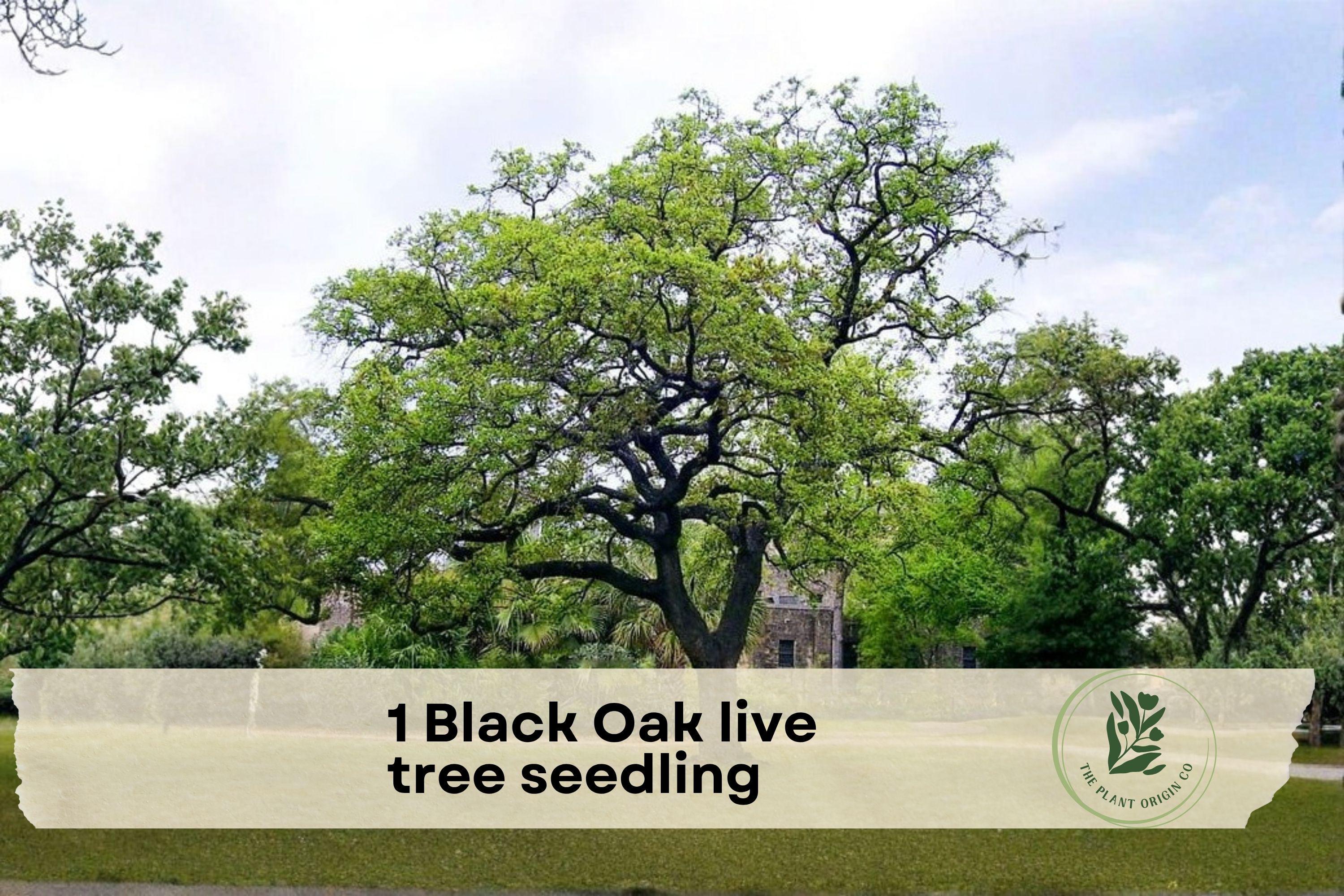 Black Oak Live Tree Seedling, Native Quercus velutina, Hardy Outdoor Tree for Landscaping and Gardens