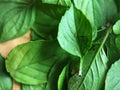 Lemon Basil Seeds - Heirloom, Non-GMO Herb Garden Seeds for Culinary Use, 75 Seeds