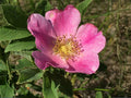 Pasture Rose Seeds – Rosa carolina Heirloom Native Wild Rose for Gardens, Pollinator & Native Plant Landscapes