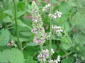 Heirloom Catnip Seeds, Non-GMO Nepeta cataria for Herb Garden, Container, and Backyard Planting