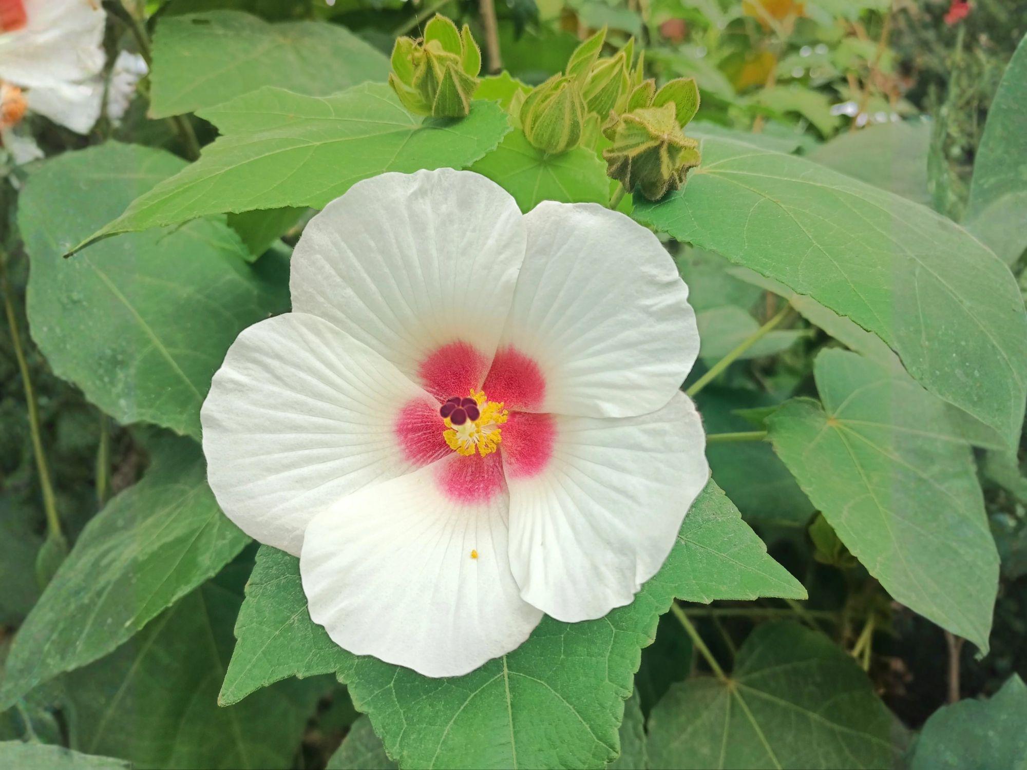 Hairy-fruited Hibiscus Seeds – Wooly Rose Mallow Heirloom Non-GMO Wildflower Garden Plants Hibiscus lasiocarpos