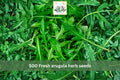 500 Arugula Herb Seeds – Heirloom Rocket Leafy Green for Garden & Containers – Fast-Growing Cool-Season Eruca sativa Seeds
