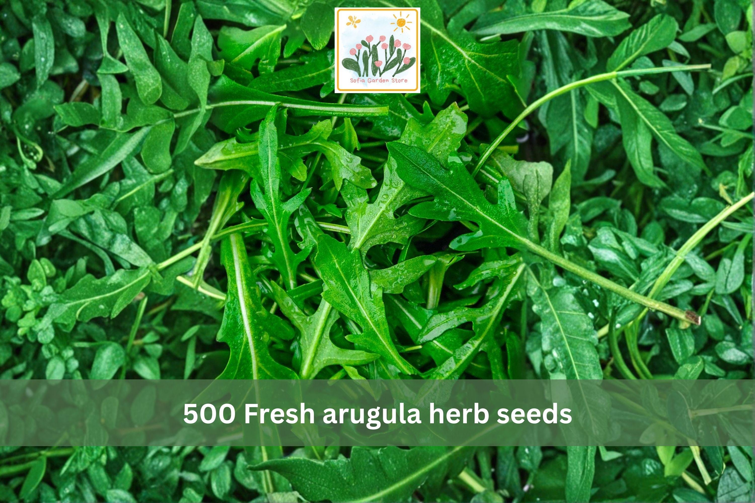 500 Arugula Herb Seeds – Heirloom Rocket Leafy Green for Garden & Containers – Fast-Growing Cool-Season Eruca sativa Seeds
