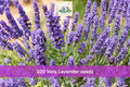 Vera Lavender Seeds – 100 Lavandula angustifolia English Lavender Herb Seeds for Garden Borders & Containers