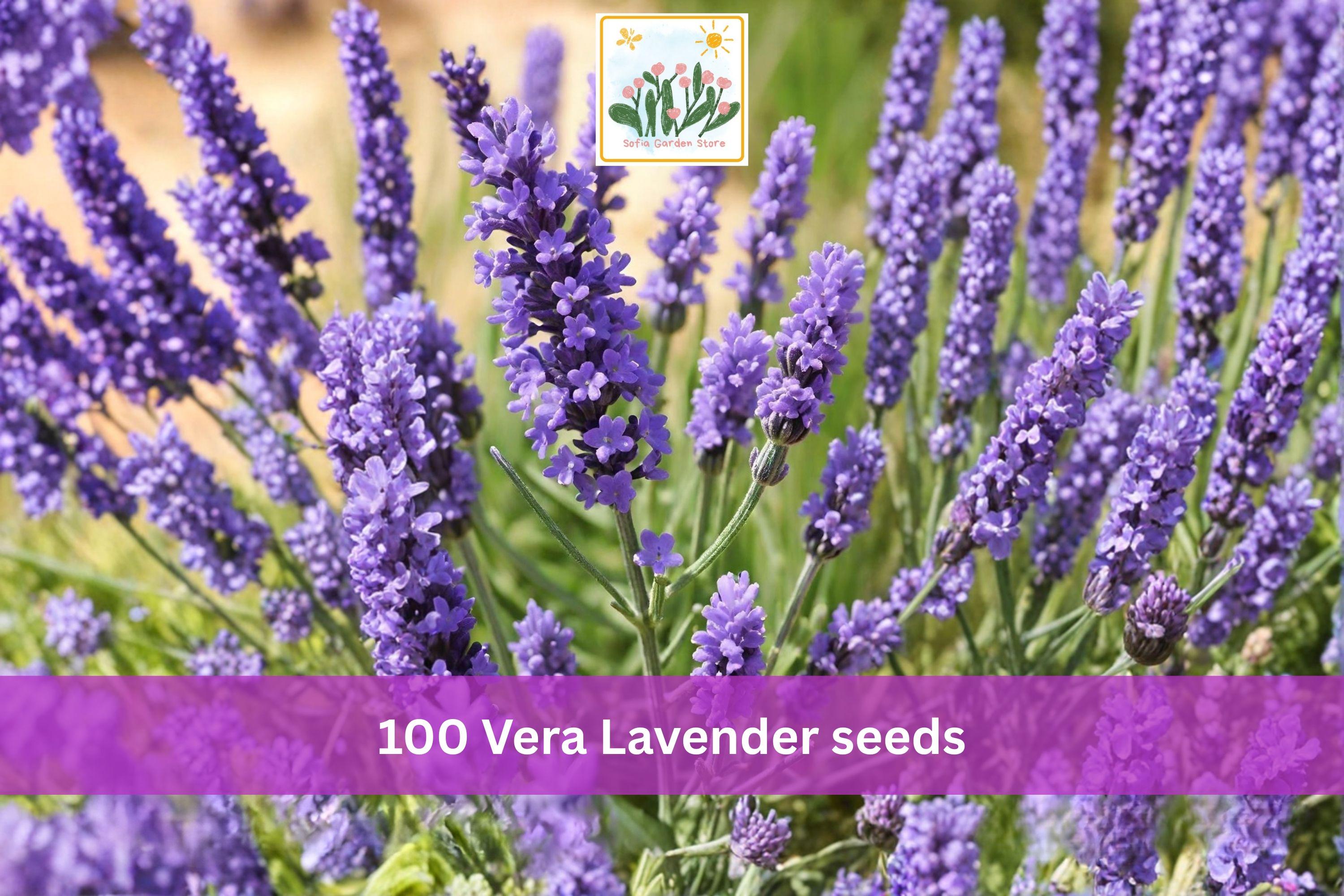 Vera Lavender Seeds – 100 Lavandula angustifolia English Lavender Herb Seeds for Garden Borders & Containers