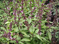 Thai Basil Seeds - Heirloom Non-GMO Herb Seeds for Garden, Indoor & Outdoor Growing (Ocimum basilicum)