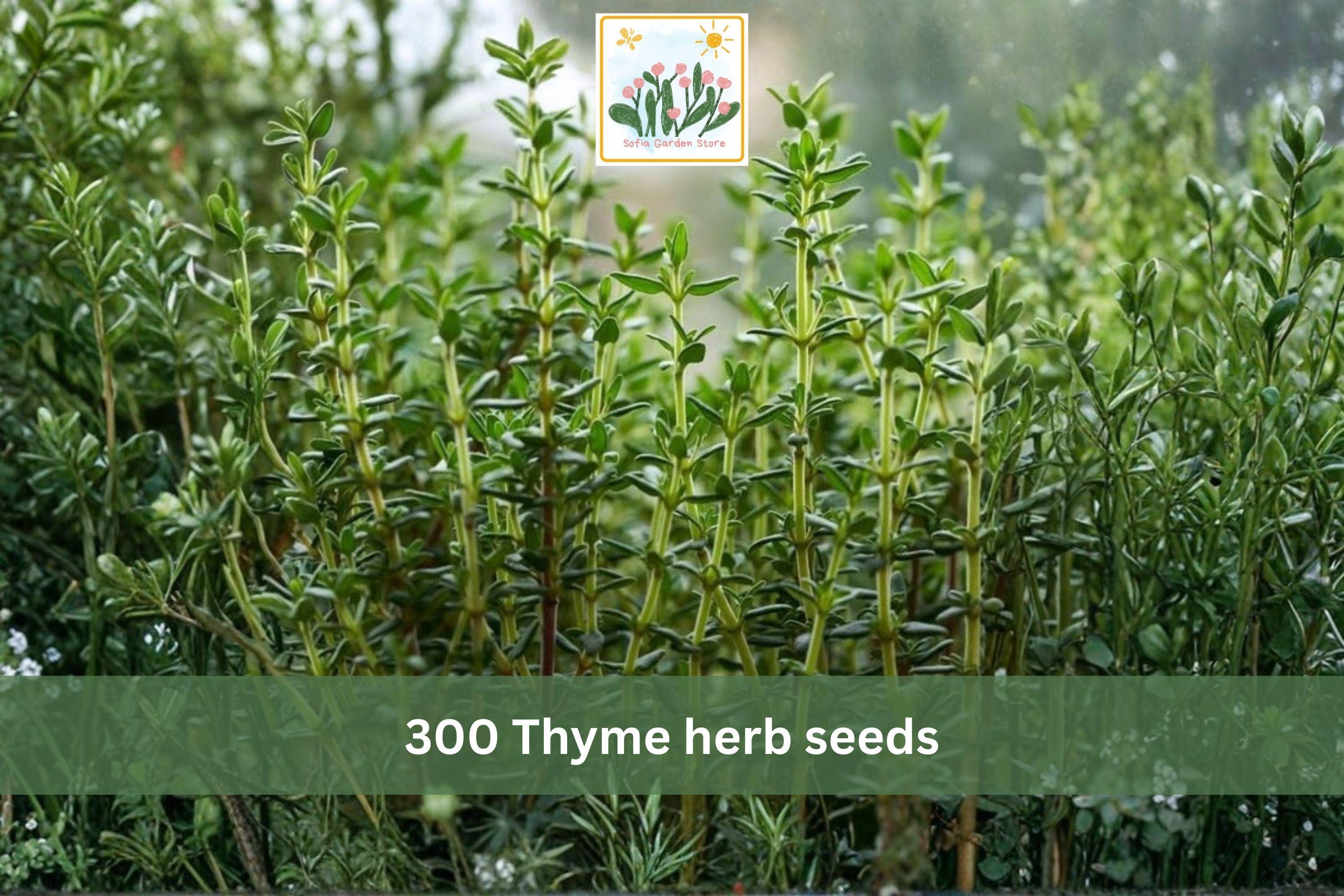 300 Thyme Herb Seeds – Common Thyme Perennial, Thymus vulgaris, Aromatic, Low-Growing, Container & Garden Plant