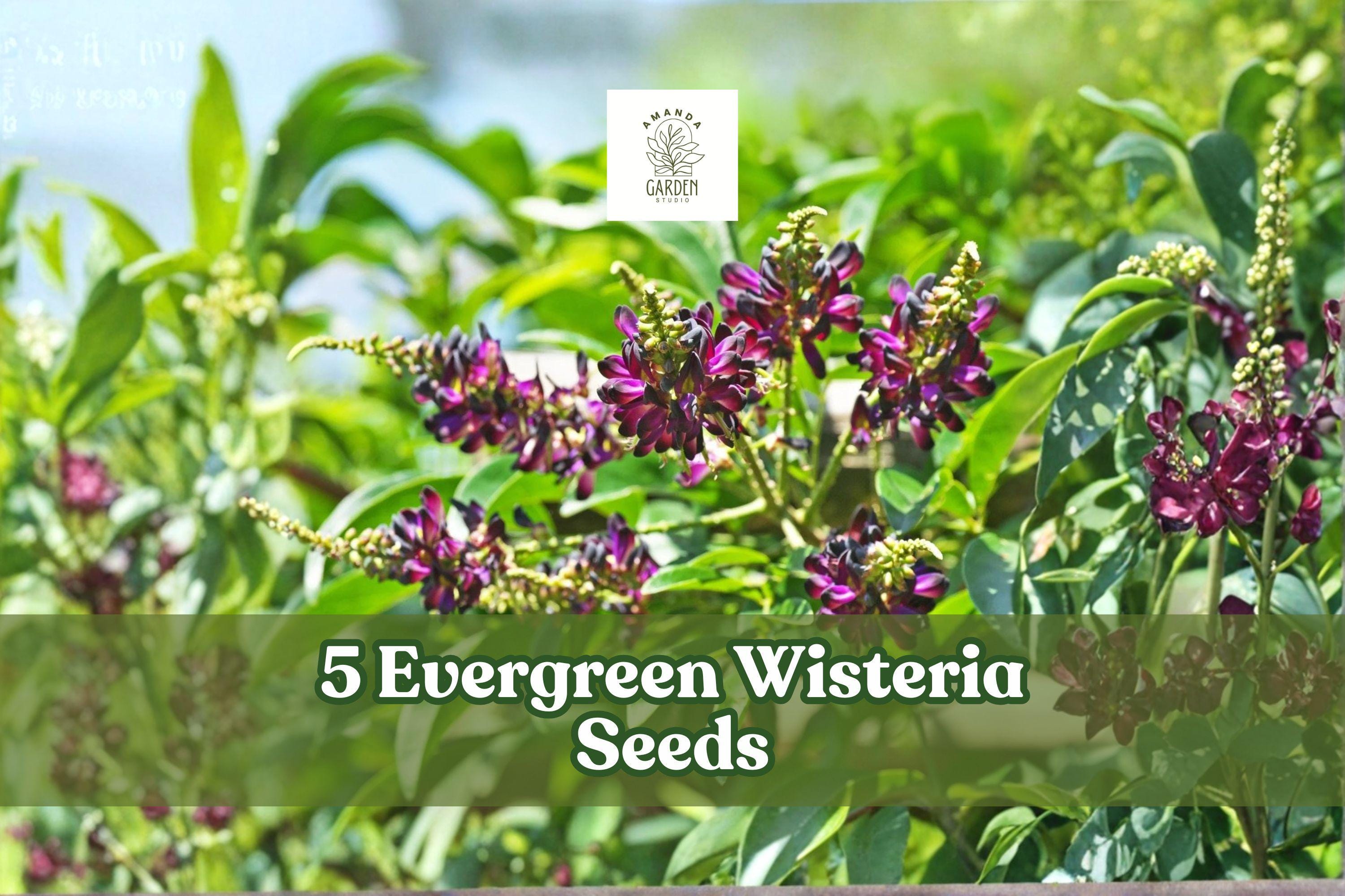 Evergreen Wisteria Seeds – Pink & White Climbing Vine for Garden Trellises & Fences – Wisteria spp.