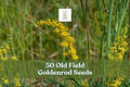 Old Field Goldenrod Seeds – Native Wildflower, Drought-Tolerant, Bright Yellow Flowers, Solidago nemoralis, Perennial Plant