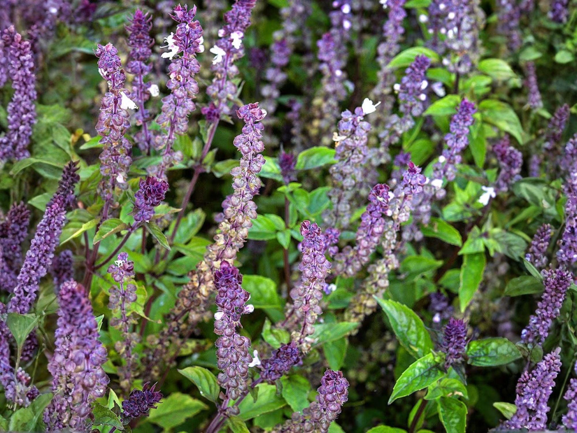 Cinnamon Basil Seeds Heirloom Non-GMO Herb Garden Planting Ocimum basilicum