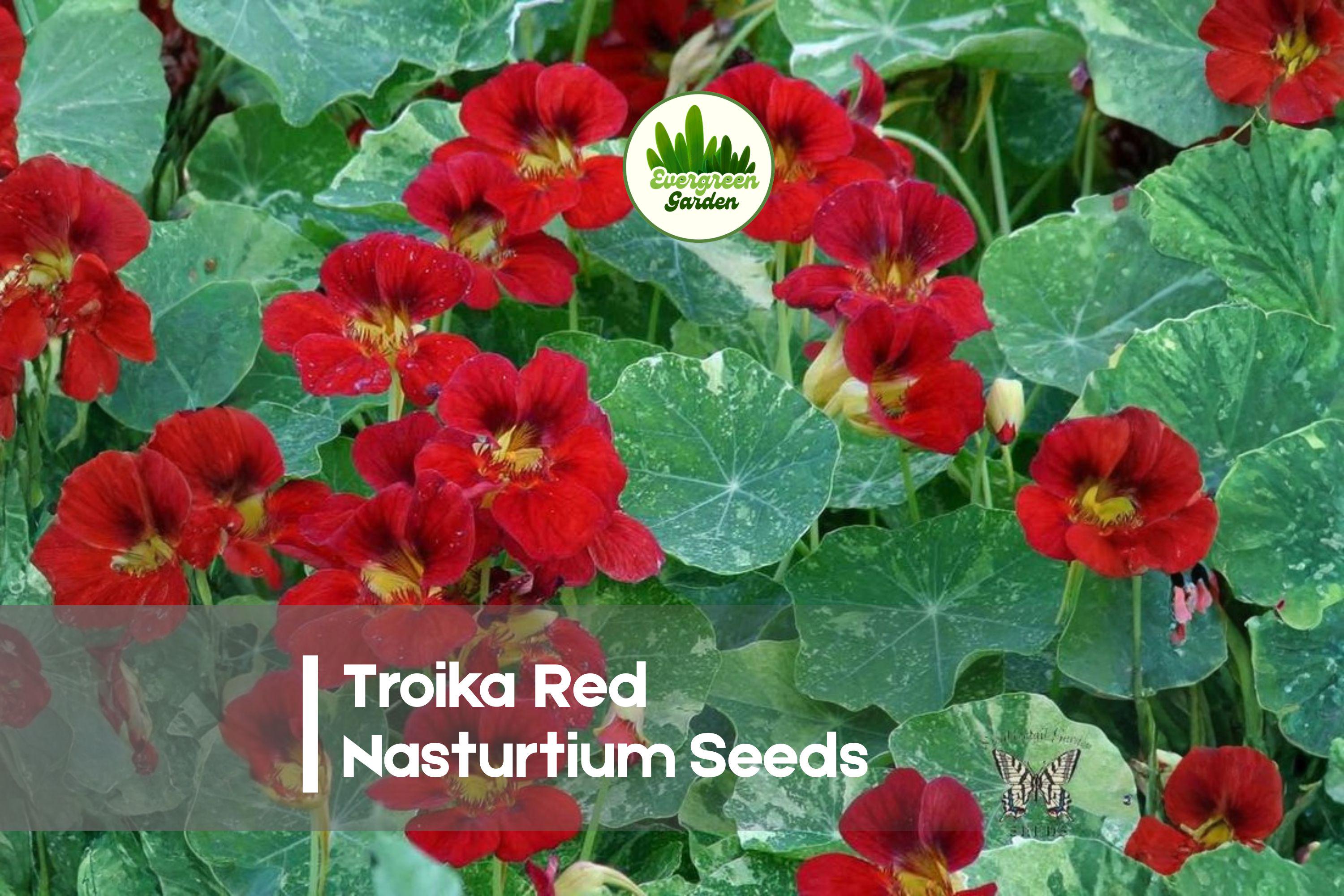 50 Troika Red Nasturtium Seeds – Bright Red Flowers with Yellow Centers, Edible, Tropaeolum majus, Trailing Annual for Gardens & Containers