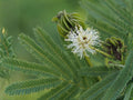 Illinois Bundleflower Seeds - Heirloom Non-GMO Native Wildflower for Prairie Gardens - Desmanthus illinoensis