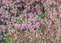 Rock Soapwort Seeds - Pink Flowering Perennial Ground Cover for Rock Gardens & Borders - Saponaria ocymoides, 100 Non-GMO Seeds