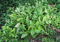 Rocket Arugula Seeds 1000+ Non-GMO Heirloom Eruca sativa Leafy Green Salad Vegetable Garden Planting