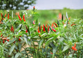 Thai Hot Pepper Seeds, Heirloom Non-GMO Spicy Chili Pepper, Capsicum annuum, 50+ Seeds for Garden, Container, and Indoor Growing