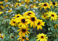 Black Eyed Susan Seeds, Rudbeckia hirta, Wildflower, Pollinator Friendly, Heirloom, Non-GMO, Yellow Flower, Garden Planting Seeds