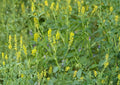 Sweet Clover Seeds, Melilotus Officinalis, Non-GMO Heirloom Cover Crop for Soil Improvement & Pollinator Habitat