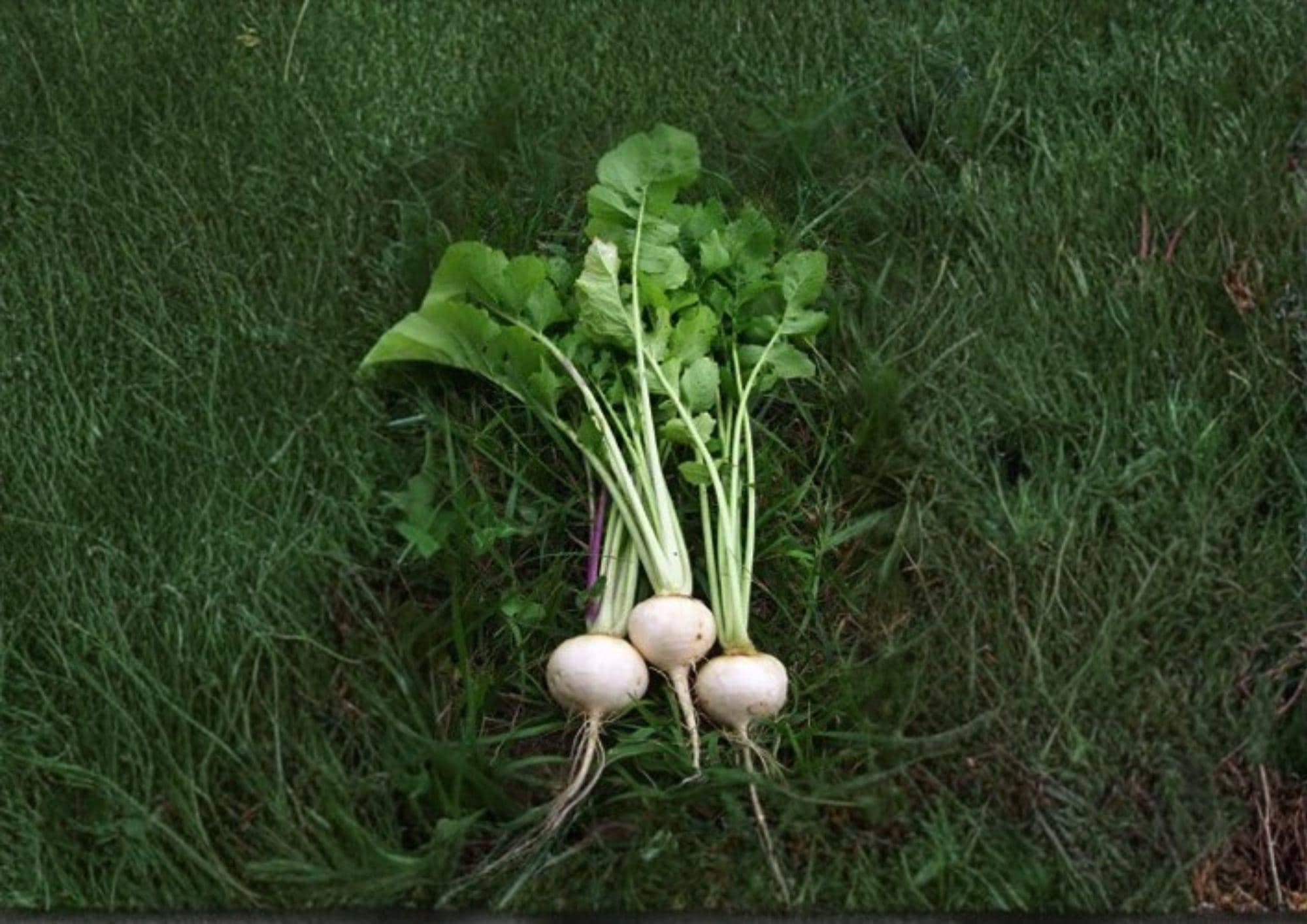 Seven Top Turnip Greens Seeds | Heirloom Brassica Rapa Leafy Vegetable for Garden Greens | 600 Non-GMO Seeds