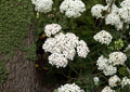 White Yarrow Seeds, Achillea millefolium, Perennial Wildflower, Pollinator-Friendly, Medicinal Herb, Drought-Tolerant, Non-GMO
