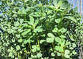 200+ Molokhia Seeds, Egyptian Spinach, Jute Mallow, Corchorus olitorius, Leafy Green Vegetable, Heirloom Non-GMO Garden Seeds