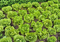 1000+ Buttercrunch Lettuce Seeds Heirloom Non-GMO Lactuca sativa Crisp Leafy Green Garden Seeds