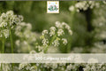 Caraway Seeds 300pcs – Culinary Herb Seeds for Garden, Carum carvi, Aromatic, Biennial, Easy to Grow