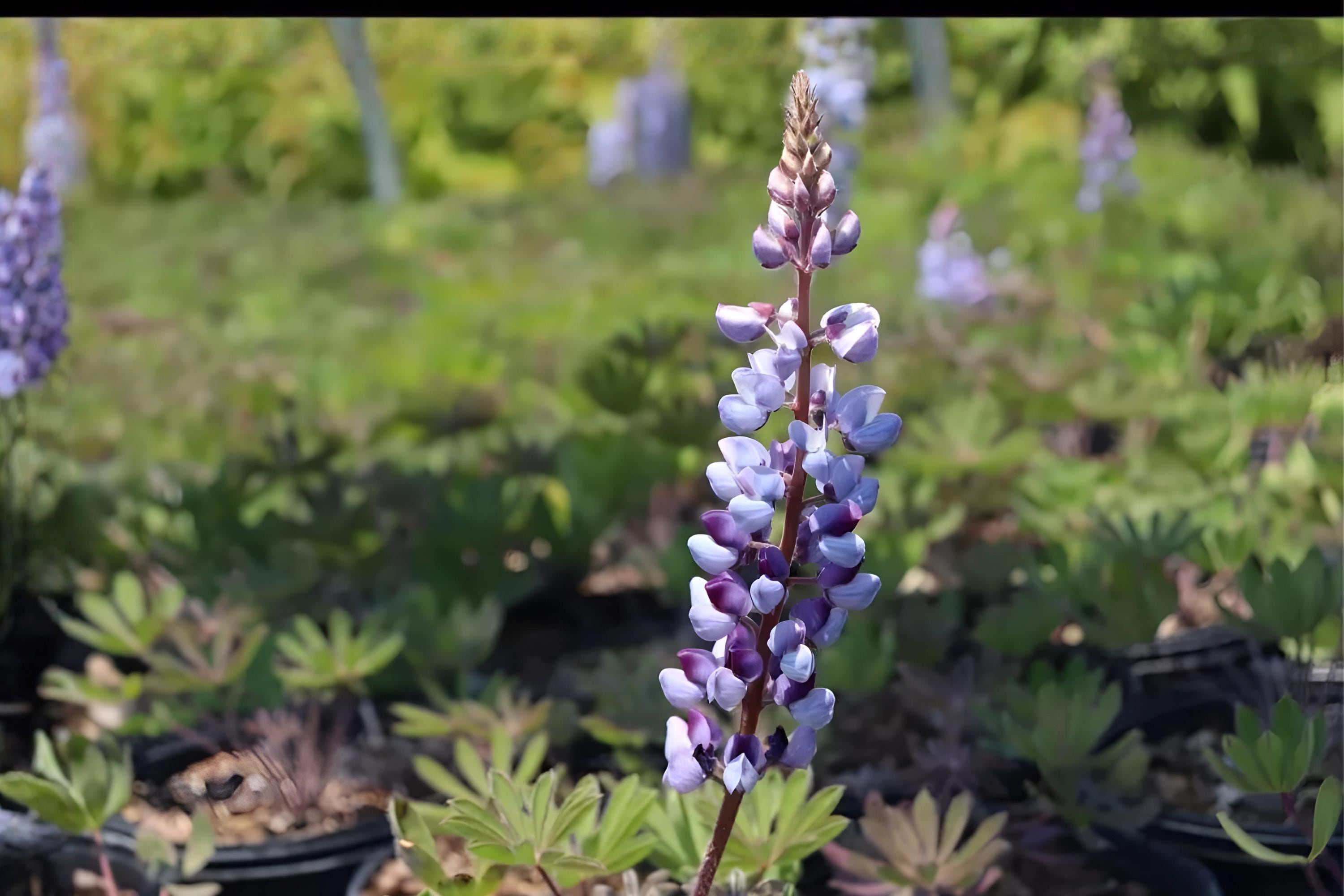 Blue Lupine Seeds – Lupinus perennis, Native Perennial with Blue Flower Spikes, Supports Pollinators & Butterflies, 25 Seeds