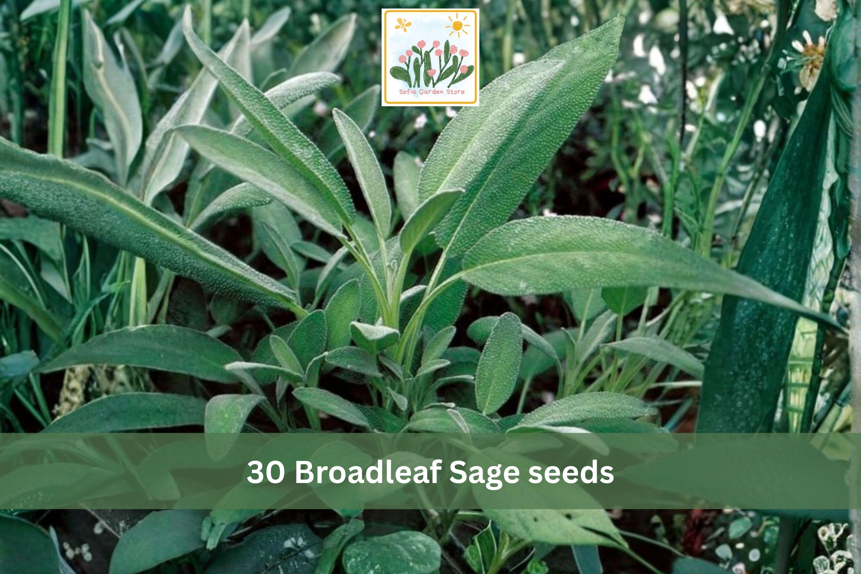 Broadleaf Sage Seeds 30pcs | Salvia officinalis Culinary Herb for Herb Gardens & Containers
