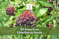 American Elderberry Seeds – Sambucus canadensis Deciduous Berry Shrub for Garden, Hedgerows & Landscape