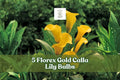 5 Florex Gold Calla Lily Bulbs – Yellow Trumpet Flowers, Zantedeschia spp., Perennial Bulb for Garden Beds & Containers