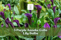 Purple Anneke Calla Lily Bulbs – Zantedeschia spp. – Deep Purple Trumpet Flowers for Garden Beds & Containers