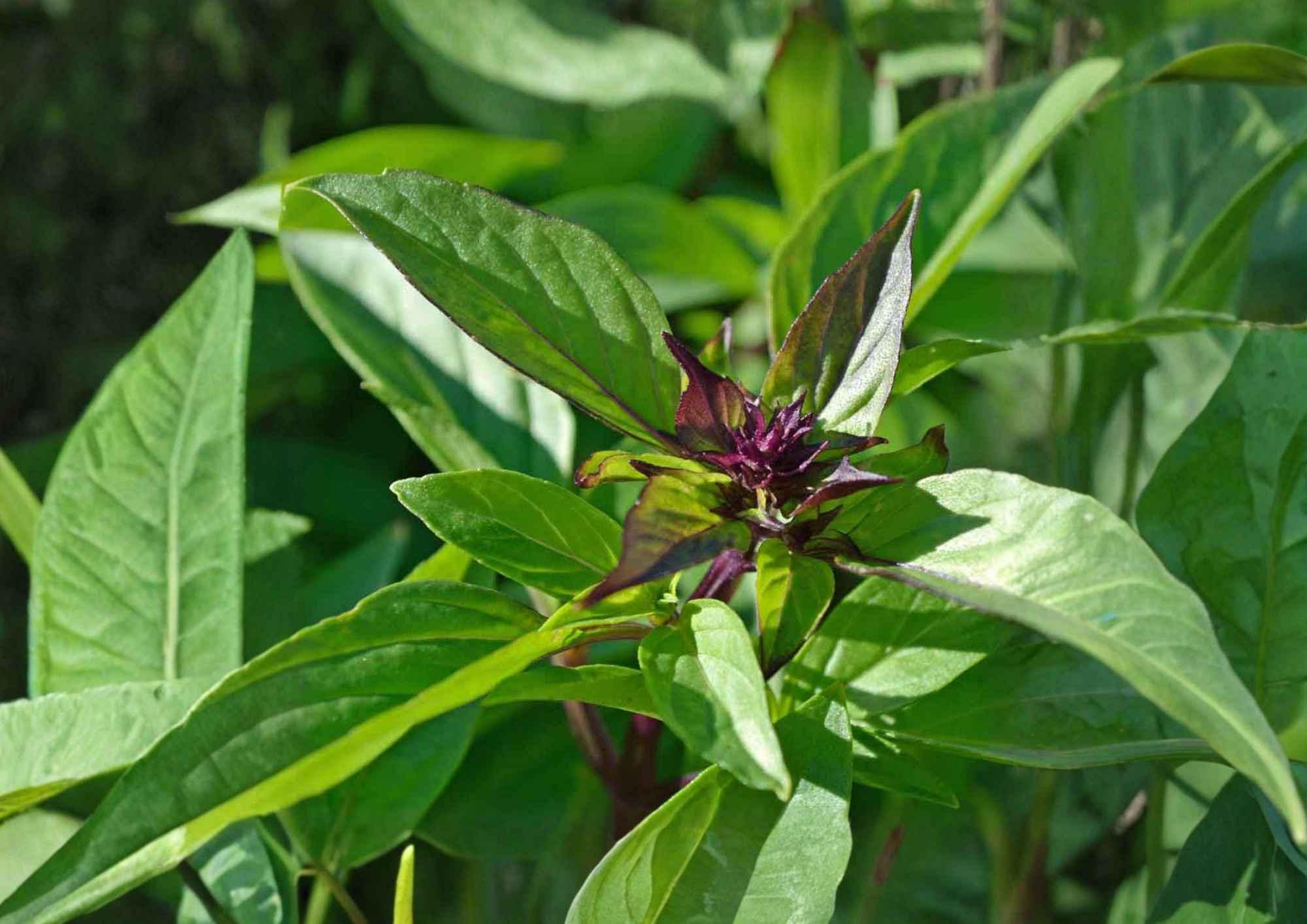 Thai Basil Seeds, Heirloom Non-GMO, Aromatic Culinary Herb, Sweet Basil, Ocimum basilicum, Herb Garden Seeds