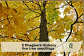 Shagbark Hickory Tree Seedlings – Native Hardwood Live Tree Plants (Carya ovata) for Landscaping and Gardens