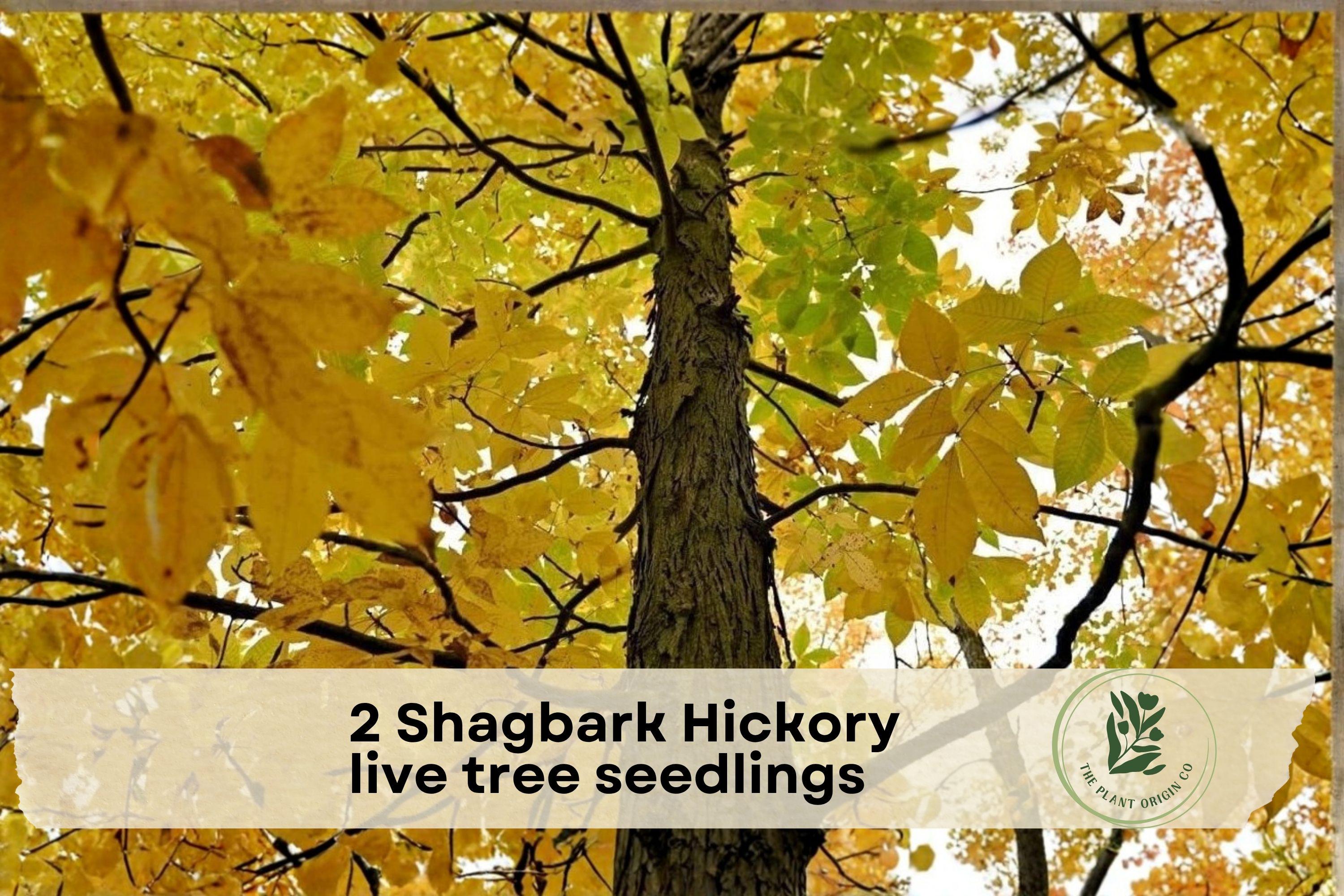 Shagbark Hickory Tree Seedlings – Native Hardwood Live Tree Plants (Carya ovata) for Landscaping and Gardens