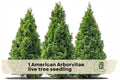 American Arborvitae Live Tree Seedling – Evergreen Privacy Hedge, Thuja occidentalis, Outdoor Landscaping Plant