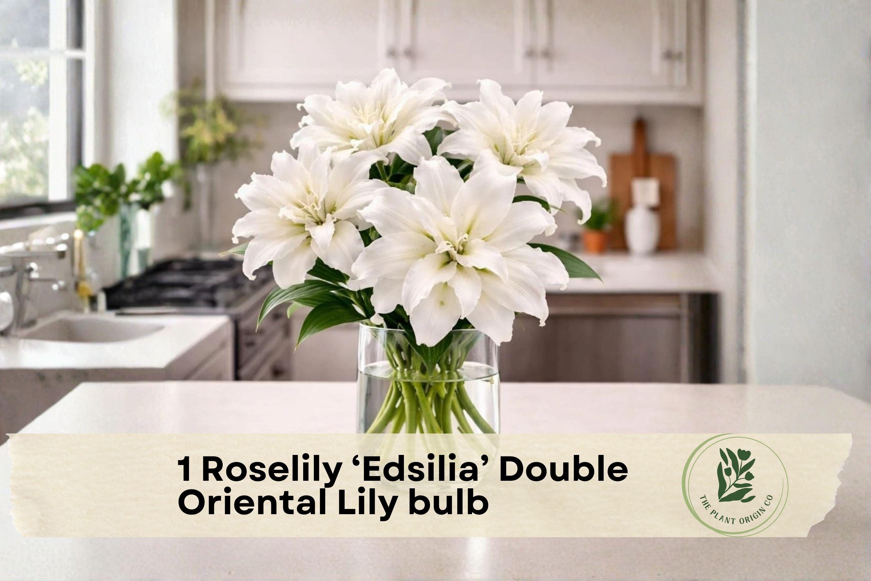 Roselily ‘Edsilia’ Double Oriental Lily Bulb – Fragrance-Free White Flowers for Garden Beds & Borders