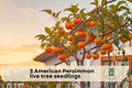 American Persimmon Tree Seedlings – Native Diospyros virginiana, 1-2 Year Old Live Fruit Trees for Outdoor Garden, Yard, Landscaping